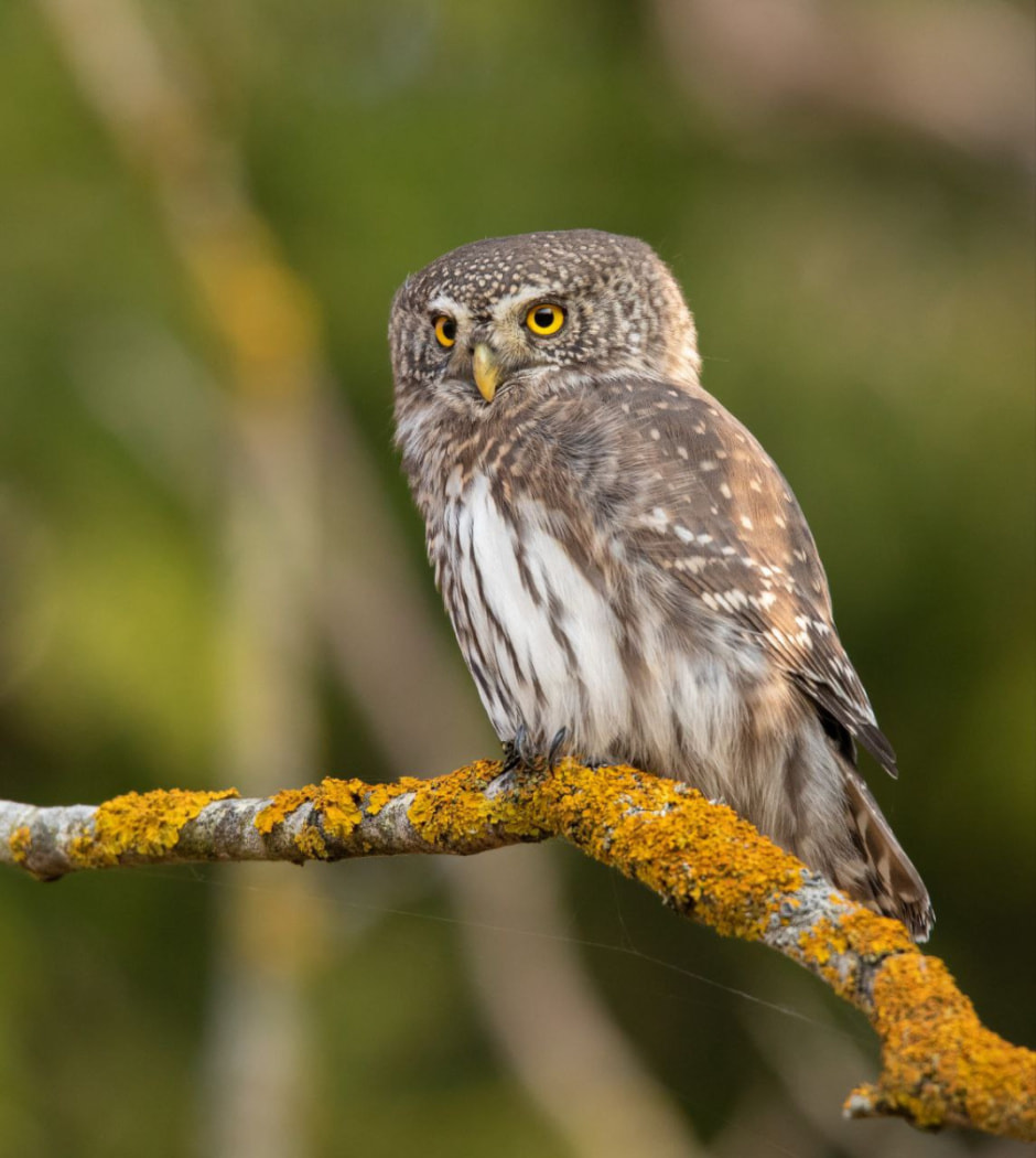 Владимир Пакалевич Воробьиный сычик.jpg