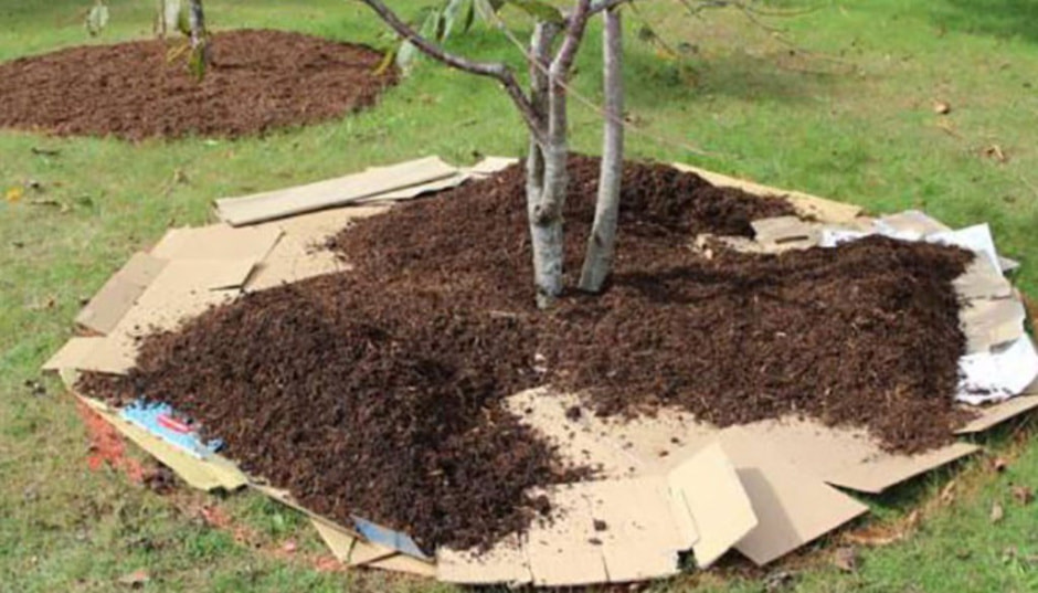 утепление деревьев.jpg