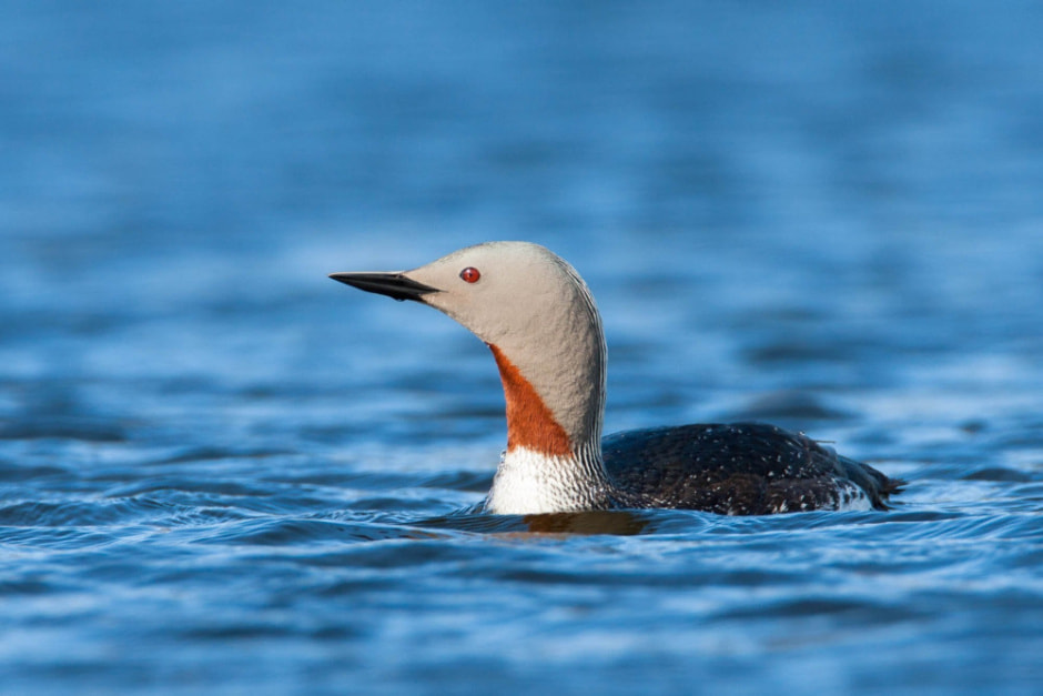 Краснозобые гагары питаются рыбой, но часто заселяют озера, где её нет. Узнали у орнитолога, с чем это связано.jpg
