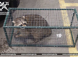 “Лучше было бы его усыпить” – Чем для Беларуси может быть опасен енот из США, объяснил зоолог