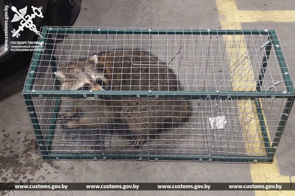 енот-нелегал из США