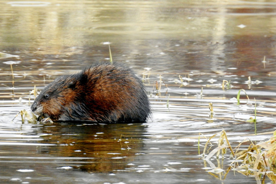 Ондатры 15.jpeg