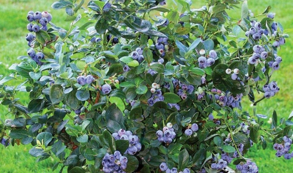 Почему не плодоносит голубика 9.jpg