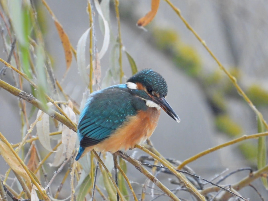 Зимородок 7.jpg