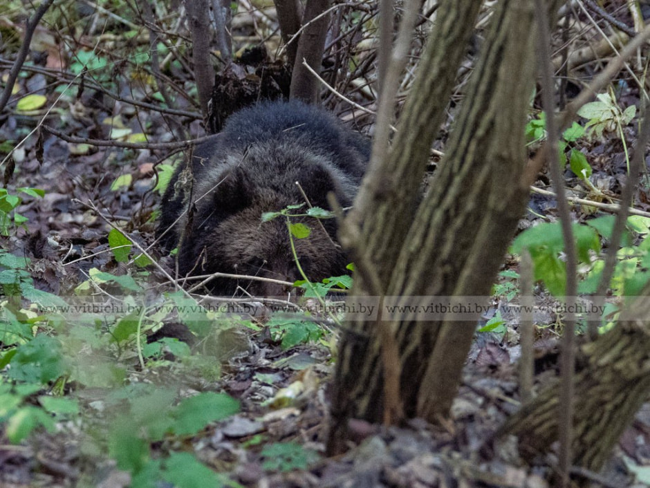 медвежонок медвежонок1.jpg