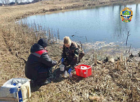 В Лунинце на прудах Бохоново погибла рыба. В чем причина?