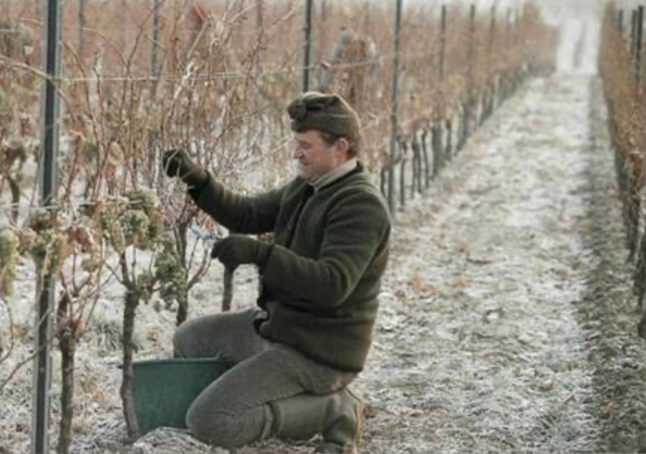 Айсвайн 3.jpg