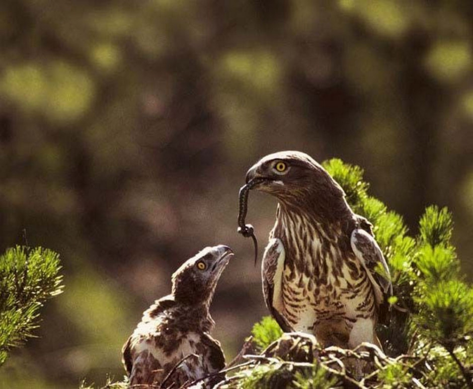 Тонкости фотоохоты от Сергея Плыткевича 11.jpg