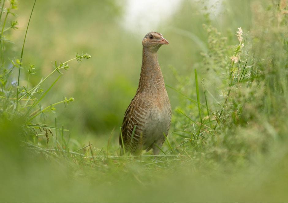 Владимир Пакалевич Коростель.jpg