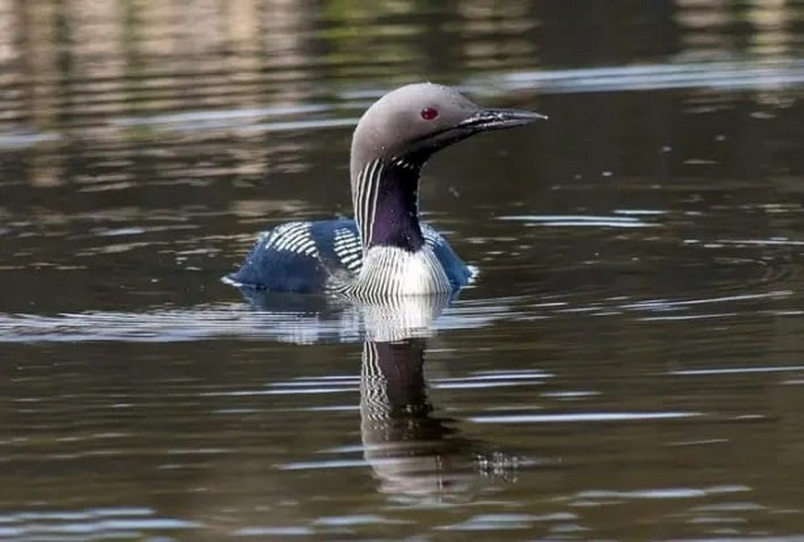 Фотомарафон Птицы Беларуси 8_Чернозобая гагара (Алена Ермакова).jpg