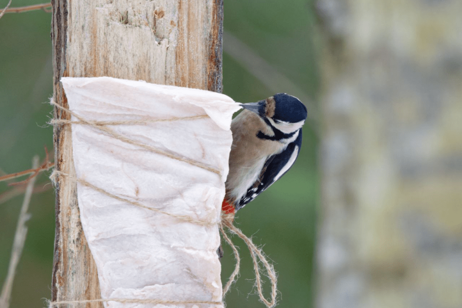 Как правильно подкармливать птиц зимой 9.png