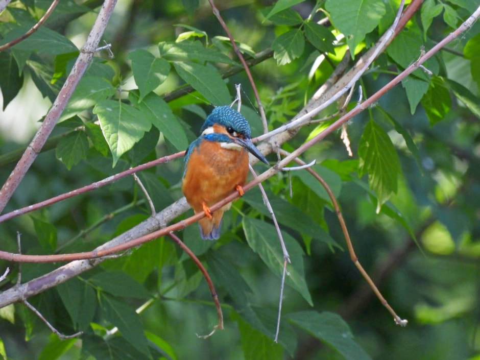 Зимородок 6.jpg