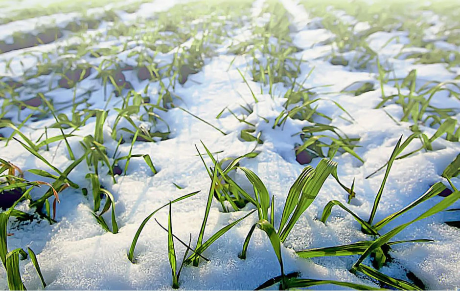 трава под снегом.jpg