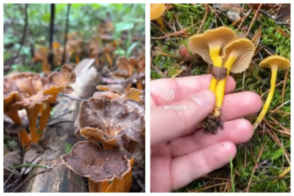 MyCollages.jpg MyCollages.jpg