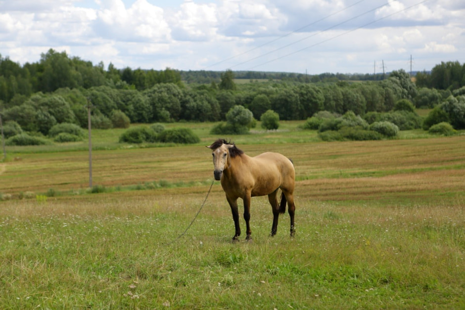 Фиточаи Калина 4.jpg