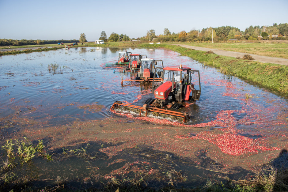 Полесские журавины 5.jpg