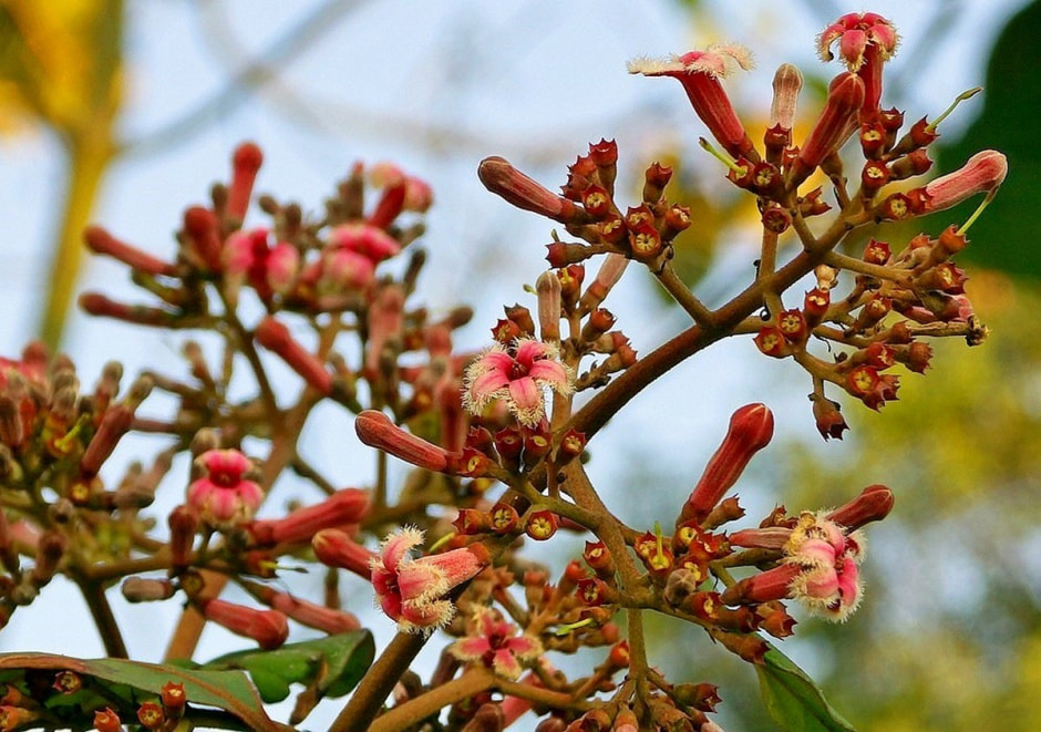 Малярийные комары 6.jpg