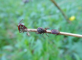 Клещи проснулись: в Брестской области фиксируют первые укусы