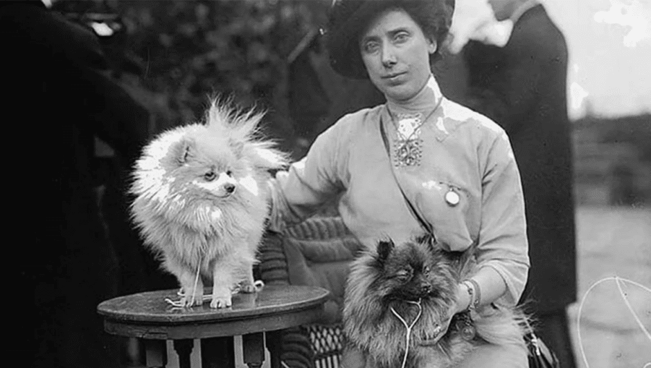 шпиц королевы Виктории