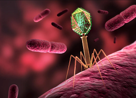 Вирусы отправили в космос – они эволюционировали и могут помочь в лечении устойчивых инфекций