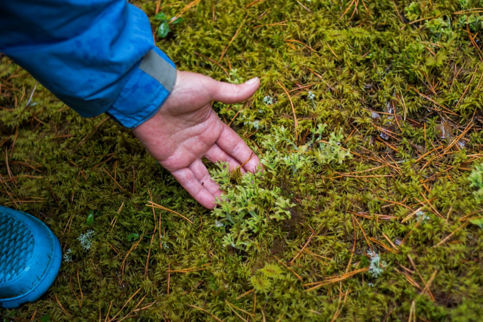 Одни на целый хутор Красный бор 17.jpg