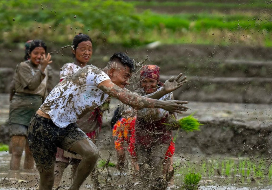 Непал. Посадка риса..jpg