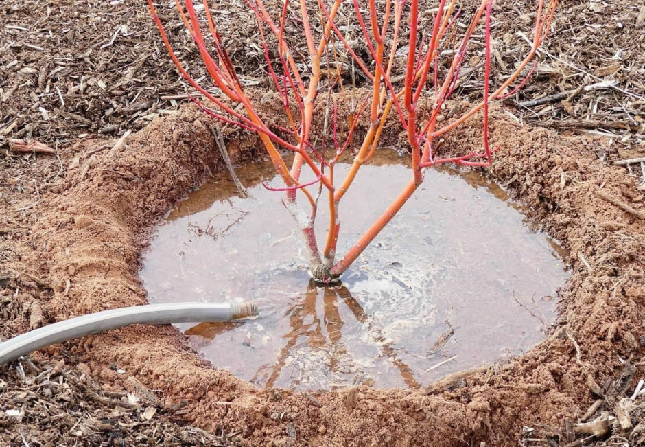 Влагозарядный полив 1.jpg