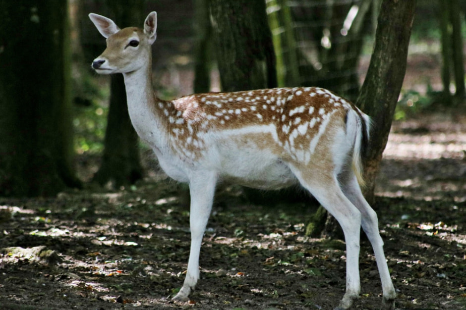 Европеиская лань 3.jpg