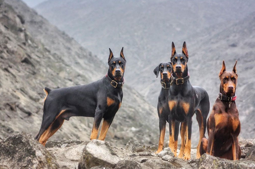 Доберманы.png