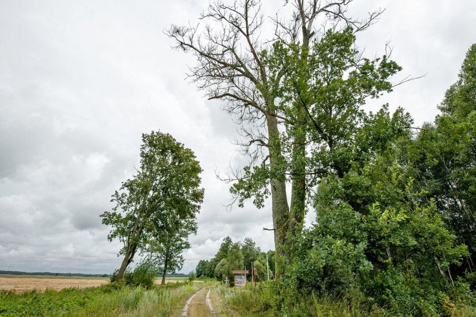 Музей Николая Тарасюка и его деревянный народ 20.jpg