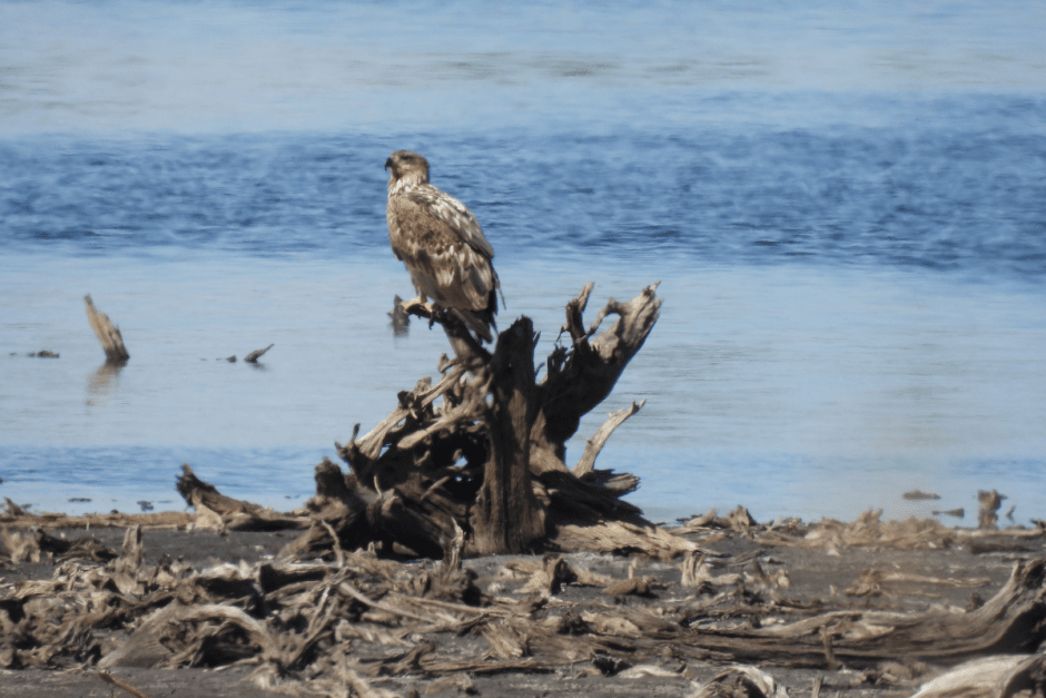 Хищные птицы Беларуси 13.png