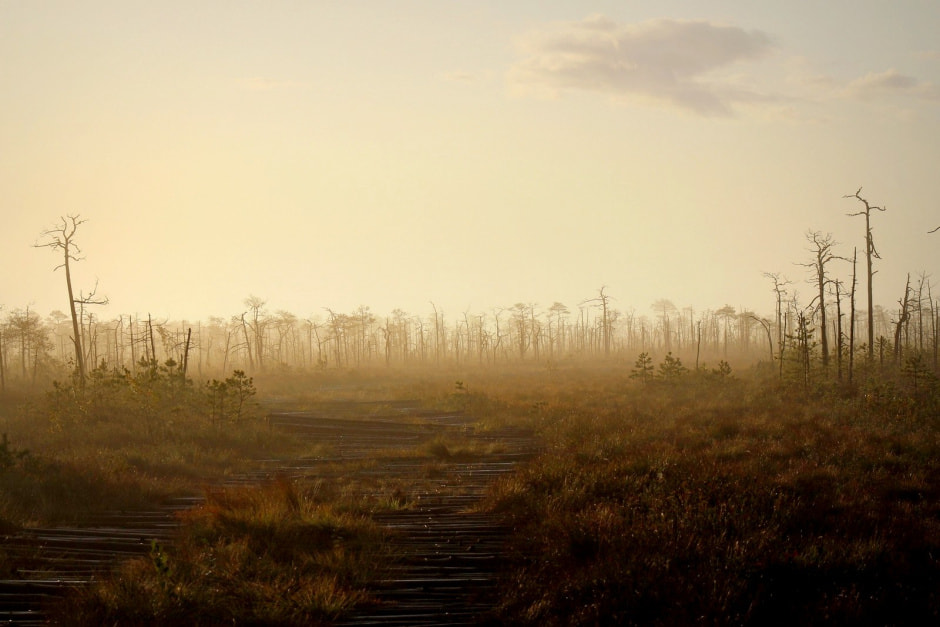 1-Рассвет на болоте Ельня.jpg