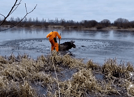 Операция "Спасение лося". В Житковичском районе гигант попал в ледяной плен