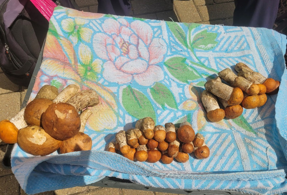 грибы свеживе белые