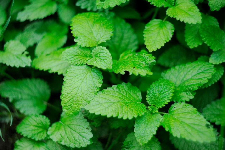 Травяные сборы в Беларуси 8.jpg