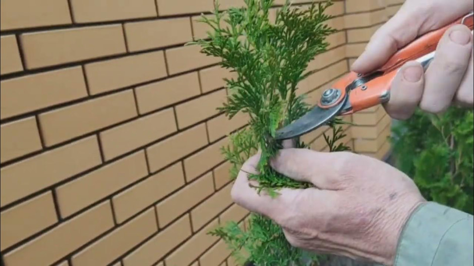 обрезка туи.jpg