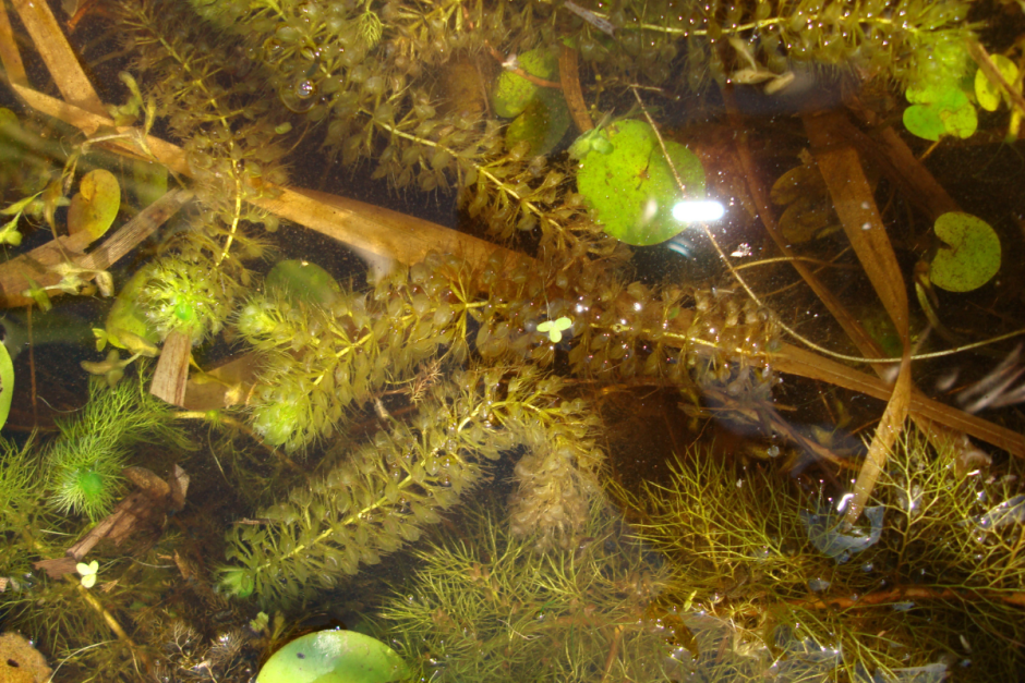 Хищные растения Беларуси 3.png