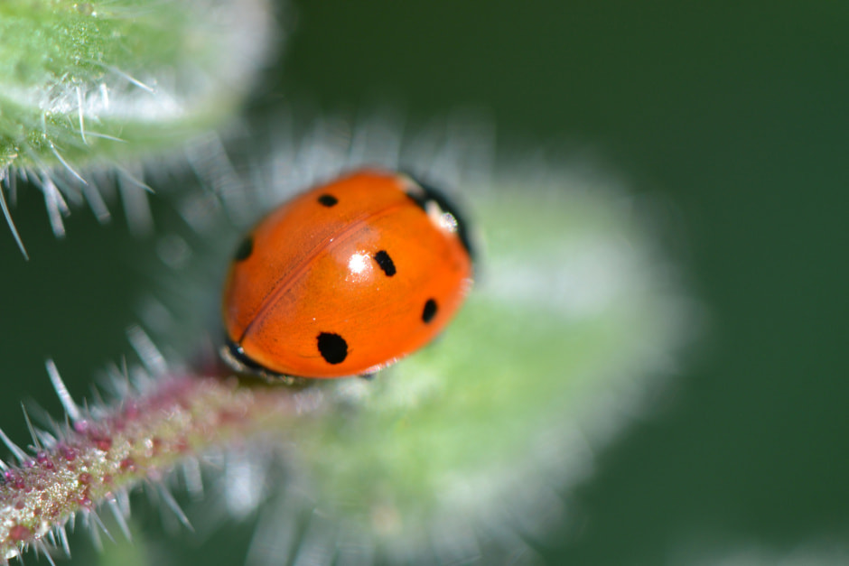 Божья коровка промо voyan.jpg