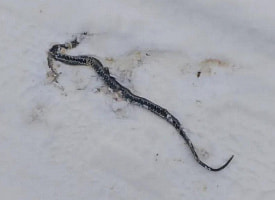 “В снежки больше не играем”: жители Гродненщины увидели змею на снегу в январе 