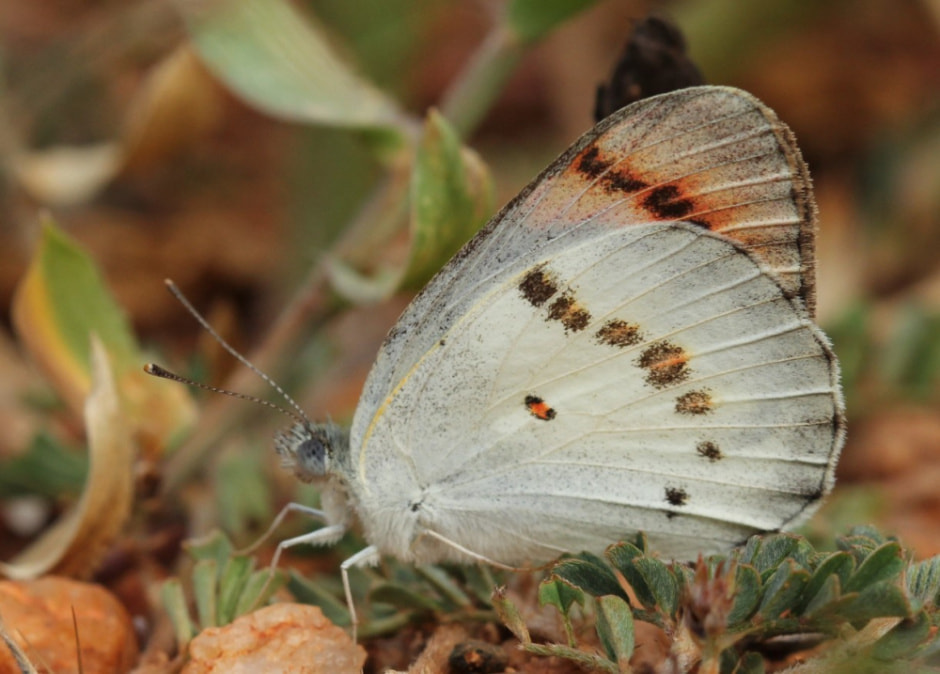 Бабочка Шри.jpg