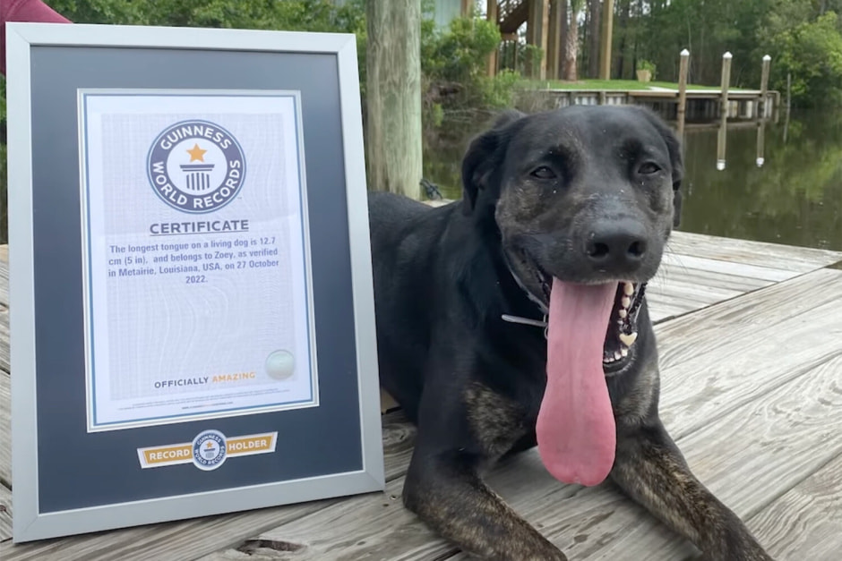 Собака Зои.jpg