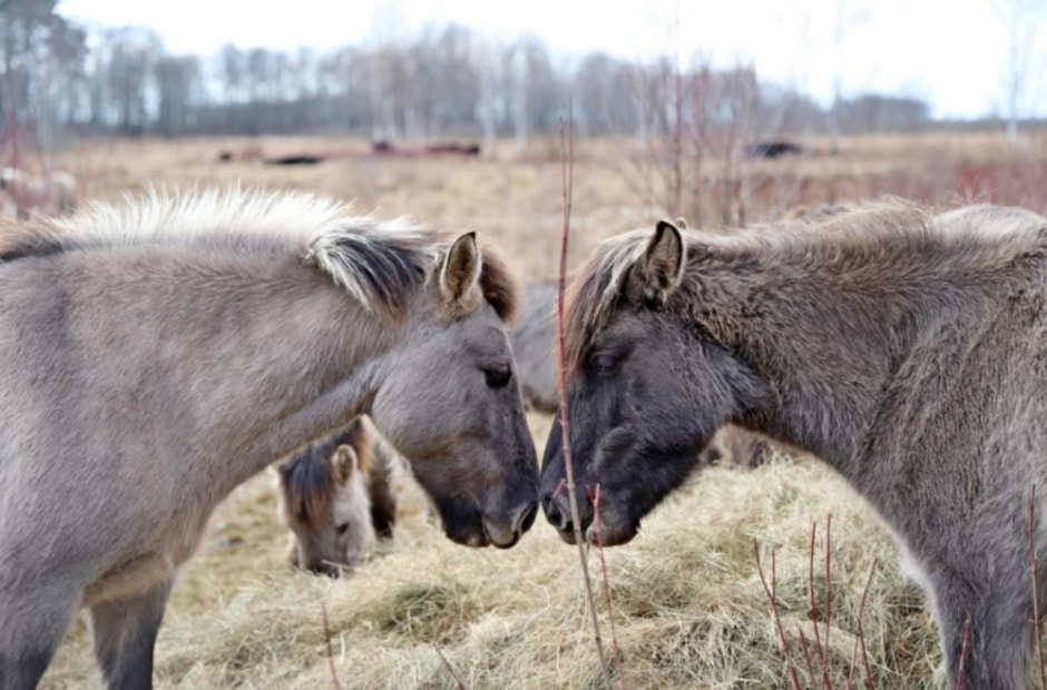 тарпановидные лошади.jpg