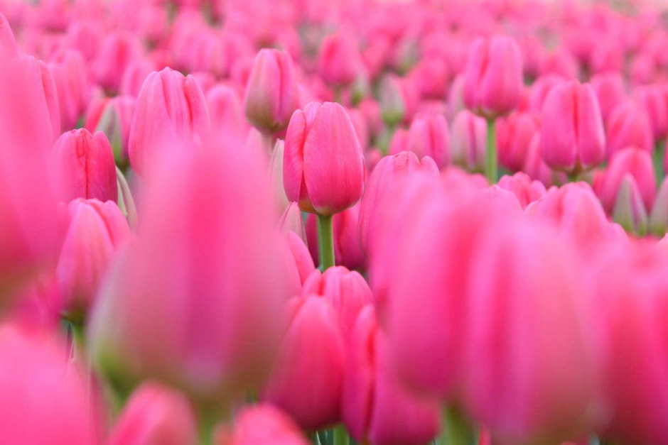 Как на Полесье выращивают тюльпаны 36.jpg