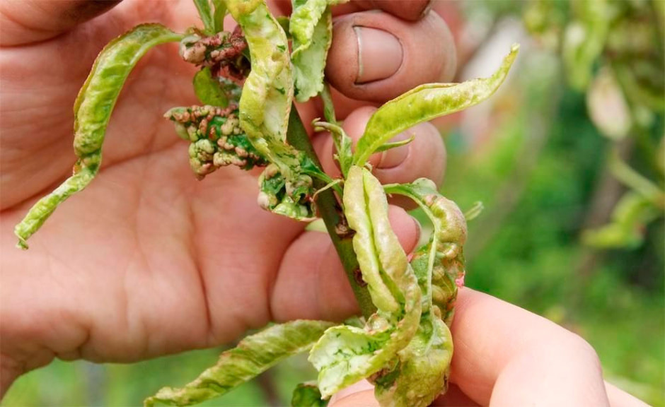 курчавость_персика3.jpg курчавость_персика3.jpg