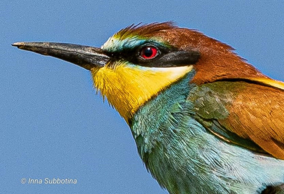 Золотистая щурка 1.jpg Золотистая щурка 1.jpg