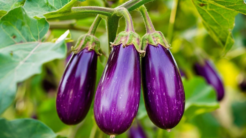 баклажан баклажан.jpg