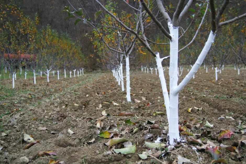 Побелка деревьев 3.jpg Побелка деревьев 3.jpg