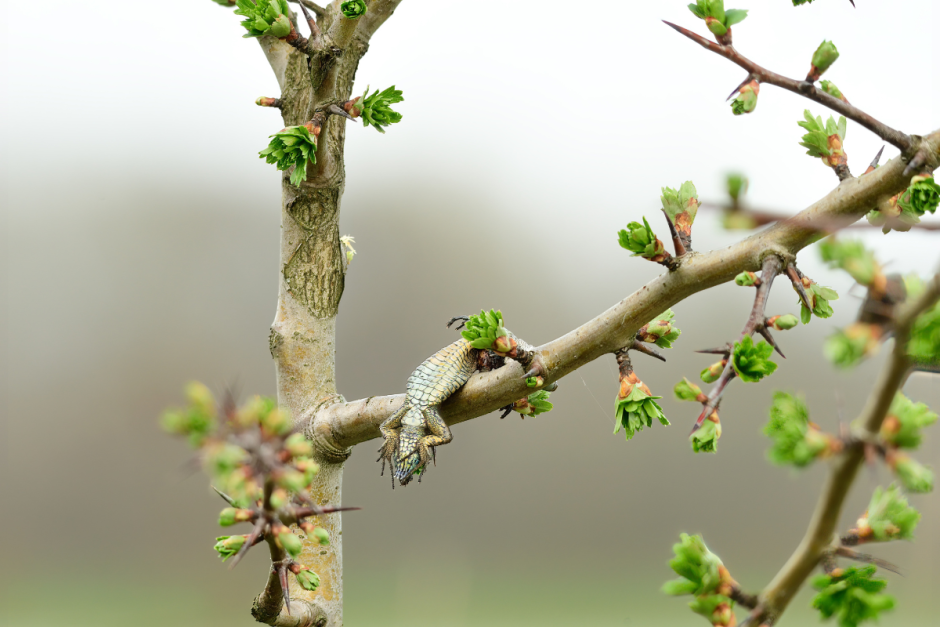 Сорокопут 8.png