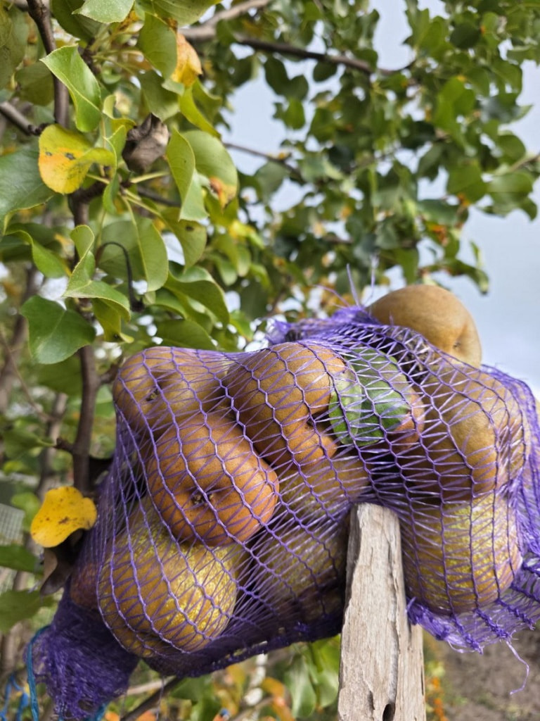 груши груши.jpg