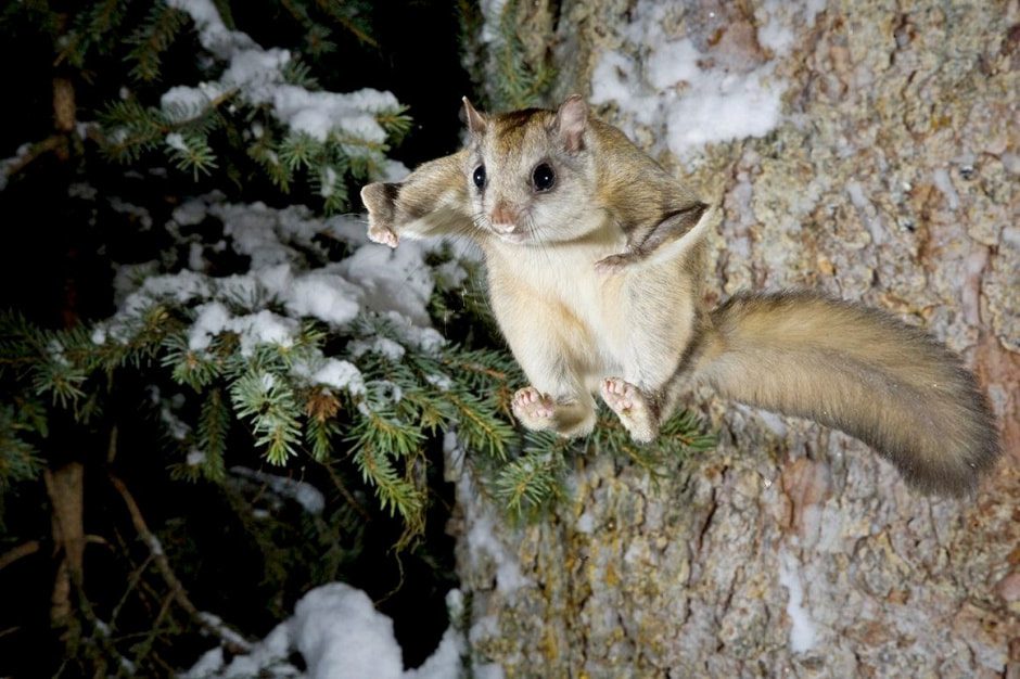 Летяги в Беларуси 5.jpg